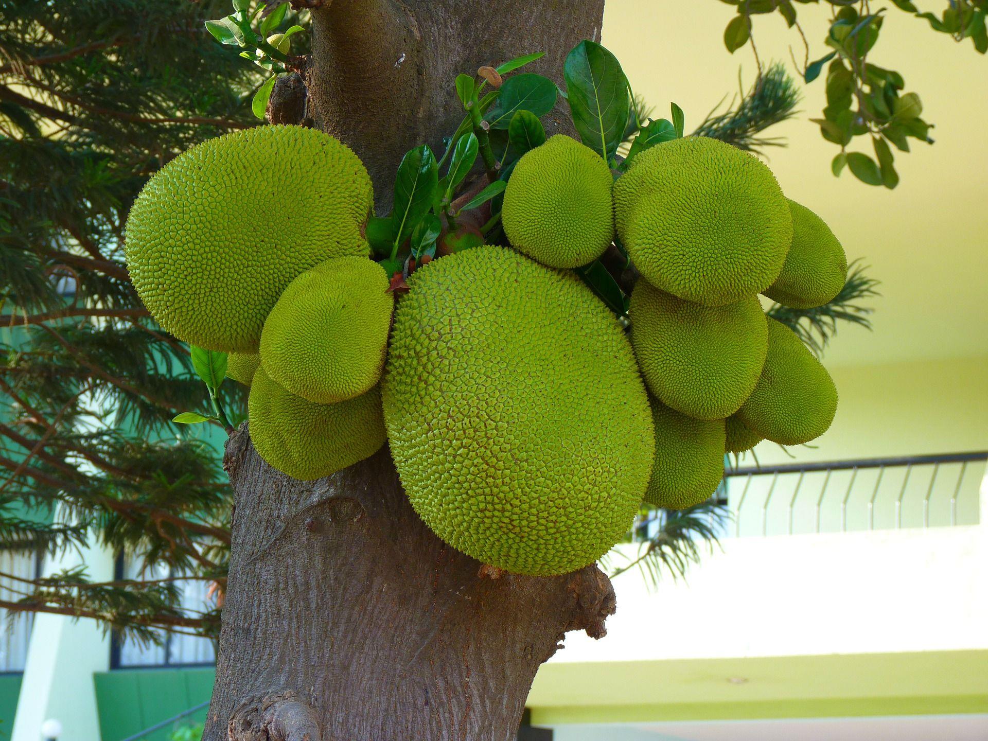 jack fruit